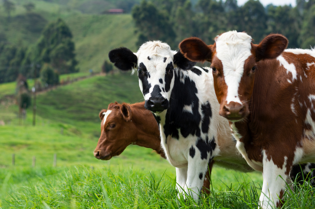 Daily Shorts: Fonterra to cut farm emissions, Oxy wants to licence its carbon capture technology, and more