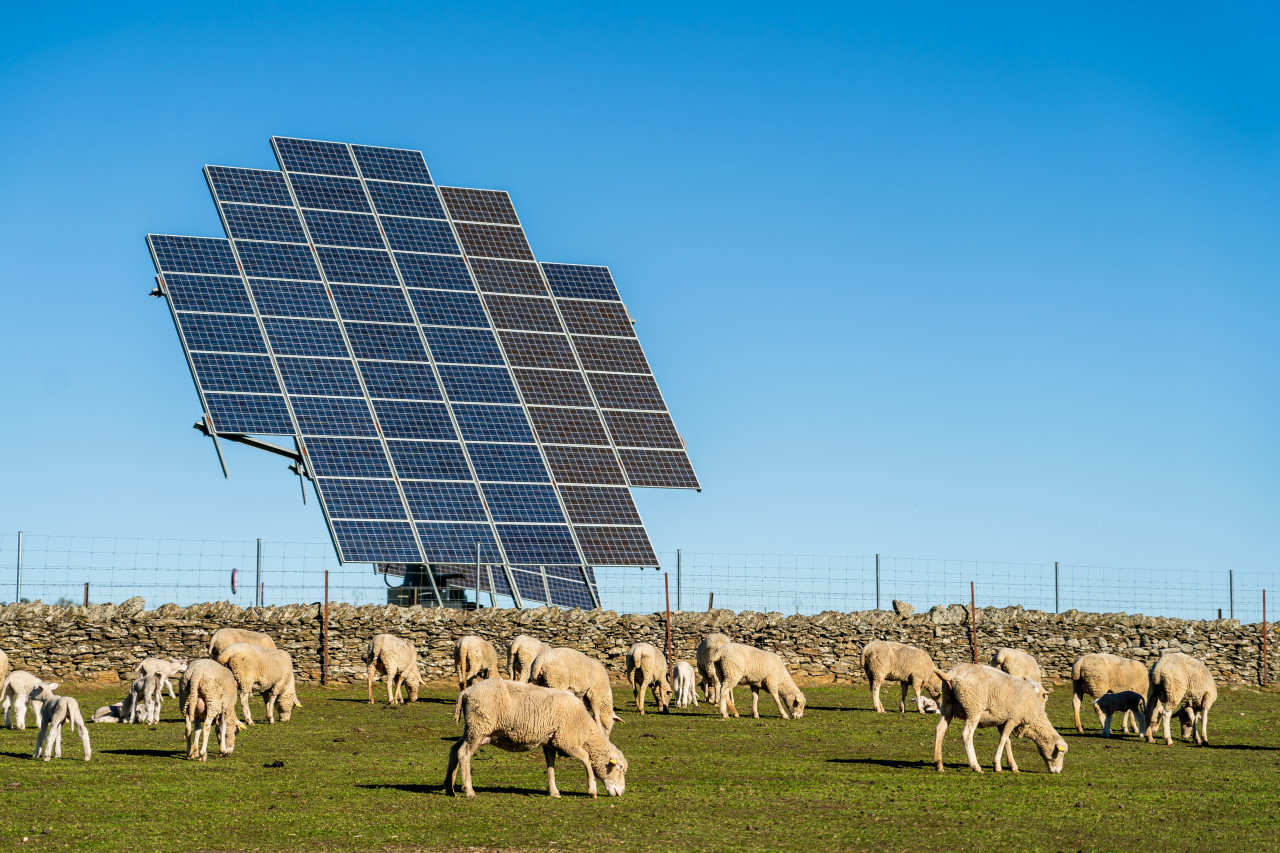Ohio approves largest US agrivoltiac project: 800 MW solar + 300 MW BESS, crops and livestock grazing
